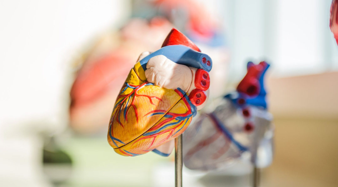 New discoveries in the fight against cardiovascular disease