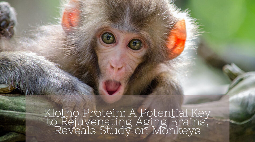 Klotho Protein: A Potential Key to Rejuvenating Aging Brains, Reveals Study on Monkeys